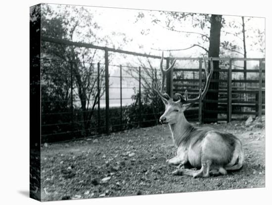 A Mature Wallich's Deer Stag-Frederick William Bond-Premier Image Canvas