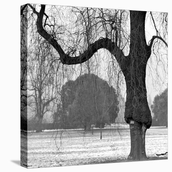 A Mature Weeping Tree in Winter in Kew Gardens with Other Trees Behind, Greater London-John Gay-Premier Image Canvas