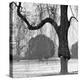 A Mature Weeping Tree in Winter in Kew Gardens with Other Trees Behind, Greater London-John Gay-Premier Image Canvas