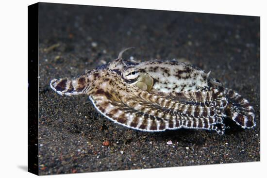 A Mimic Octopus (Thaumoctopus Mimicus) Makes A 'Poisonous Sole' Impression, Java Sea, Puri Jati-Alex Mustard-Premier Image Canvas