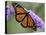 A Monarch Butterfly Spreads its Wings as It Feeds on the Flower of a Butterfly Bush-null-Premier Image Canvas