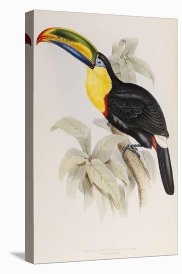 A Monograph of the Ramphastidae or Family of Toucans, 1834-John Gould-Premier Image Canvas