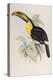 A Monograph of the Ramphastidae, or Family of Toucans, First Edition, Published 1834-John Gould-Premier Image Canvas