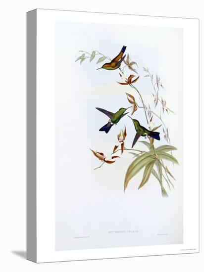 A Monograph of the Trochilidae or Family of Hummingbirds, Published 1849-1861-John Gould-Premier Image Canvas
