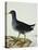 A Moorhen-Christopher Atkinson-Premier Image Canvas