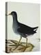 A Moorhen-Christopher Atkinson-Premier Image Canvas