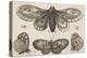 A Moth, Three Butterflies, and Two Beetles-Wenceslaus Hollar-Premier Image Canvas