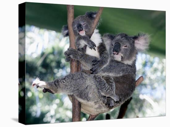 A Mother Koala Proudly Holds Her Ten-Month-Old Baby, Sydney, Australia, November 7, 2002-Russell Mcphedran-Premier Image Canvas