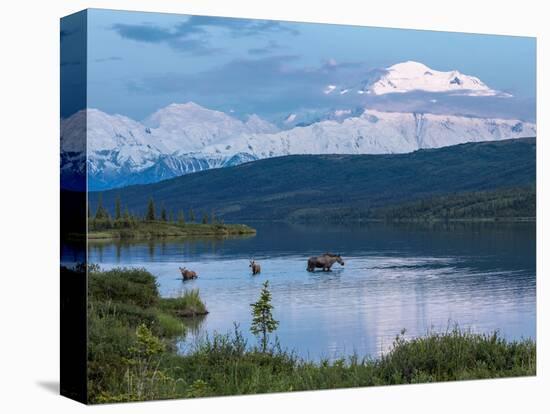 A Mother Moose Feeding in Wonder Lake-Howard Newcomb-Premier Image Canvas