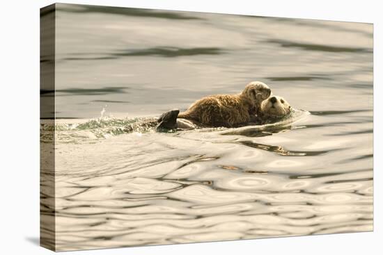 A Mother Sea Otter Swims on Her Back as Her Baby Rests on Her Stomach in Alaskan Waters-John Alves-Premier Image Canvas