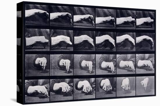 A Motion Study of a Hand, C.1872-1885-Eadweard Muybridge-Premier Image Canvas