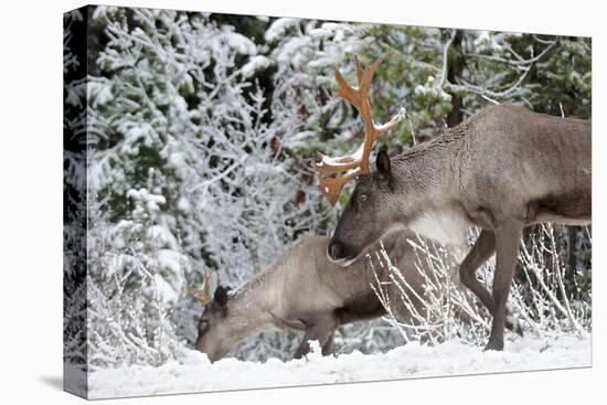 A Mountain Caribou, Endangered-Richard Wright-Premier Image Canvas