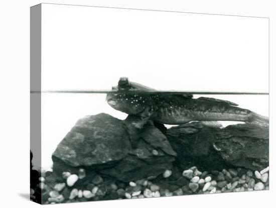 A Mudskipper, Resting on Submerged Rocks, with its Eyes above Water, London Zoo, 1928 (B/W Photo)-Frederick William Bond-Premier Image Canvas