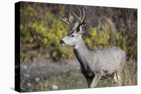 A mule deer buck at National Bison Range, Montana.-Richard Wright-Premier Image Canvas