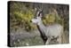 A mule deer buck at National Bison Range, Montana.-Richard Wright-Premier Image Canvas