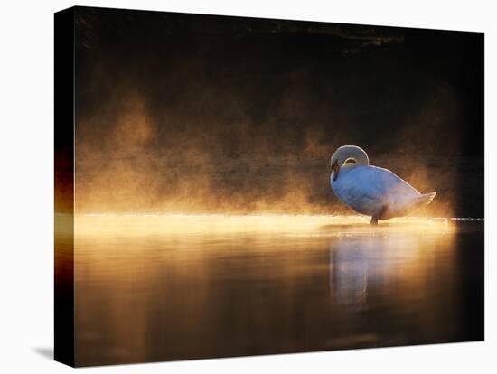 A Mute Swan, Cygnus Olor, Bathes in the Golden Morning Glow-Alex Saberi-Premier Image Canvas
