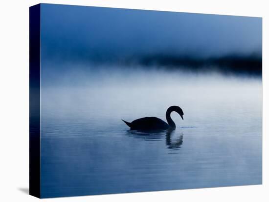 A Mute Swan, Cygnus Olor, Silhouetted Against the Morning Mist-Alex Saberi-Premier Image Canvas