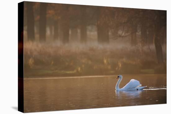 A Mute Swan, Cygnus Olor, Swimming in a Pond in Winter-Alex Saberi-Premier Image Canvas
