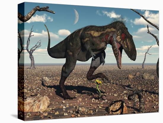 A Nanotyrannus Crushes the Last Flower in a Prehistoric Landscape-Stocktrek Images-Premier Image Canvas