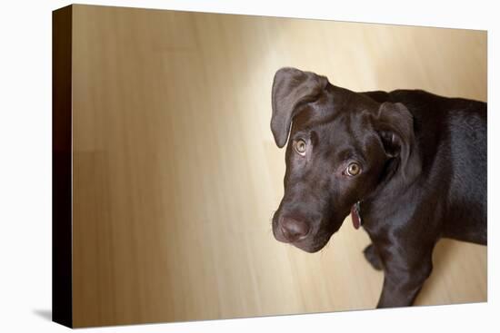 A Naughty Chocolate Labrador Mixed Breed Puppy Looks At The Camera-Karine Aigner-Premier Image Canvas