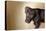 A Naughty Chocolate Labrador Mixed Breed Puppy Looks At The Camera-Karine Aigner-Premier Image Canvas