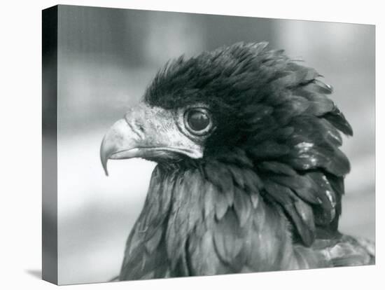 A near Threatened Bateleur Eagle at London Zoo in 1927 (B/W Photo)-Frederick William Bond-Premier Image Canvas