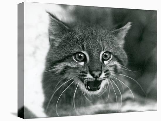 A near Threatened Pampas Cat/Pantanal Cat/Colocolo at London Zoo in 1929 (B/W Photo)-Frederick William Bond-Premier Image Canvas