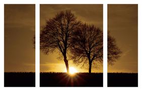 A New Beginning-Ily Szilagyi-Stretched Canvas
