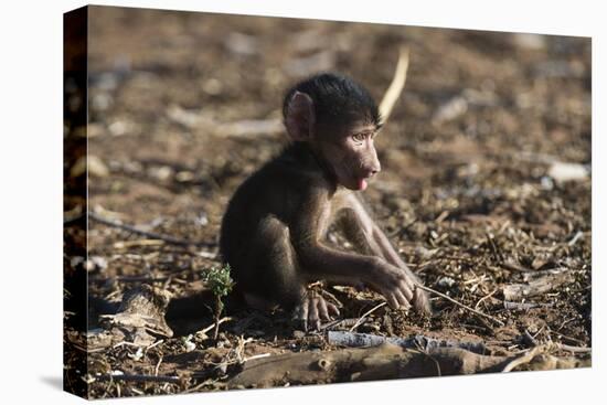 A new born chacma baboon (Papio ursinus), Chobe National Park, Botswana, Africa-Sergio Pitamitz-Premier Image Canvas