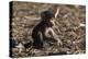 A new born chacma baboon (Papio ursinus), Chobe National Park, Botswana, Africa-Sergio Pitamitz-Premier Image Canvas