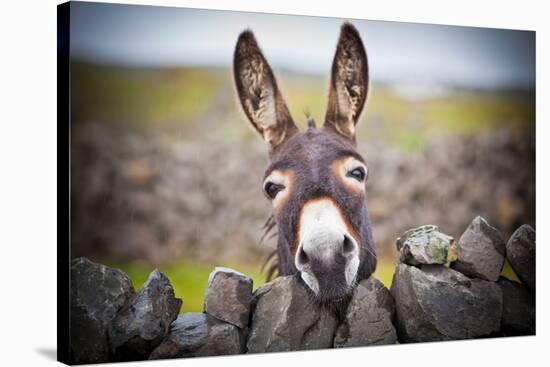 A Nice Donkey under the Rain . Aran Islands, Ireland.-Luca Fabbian-Premier Image Canvas