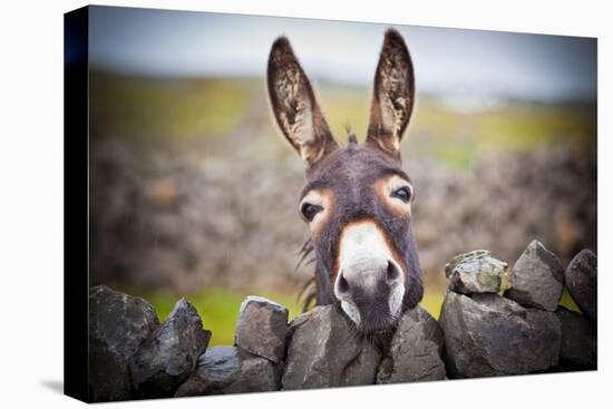 A Nice Donkey under the Rain . Aran Islands, Ireland.-Luca Fabbian-Premier Image Canvas