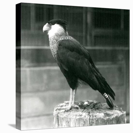 A Northern Crested Caracara Standing on a Log at London Zoo, September 1925 (B/W Photo)-Frederick William Bond-Premier Image Canvas