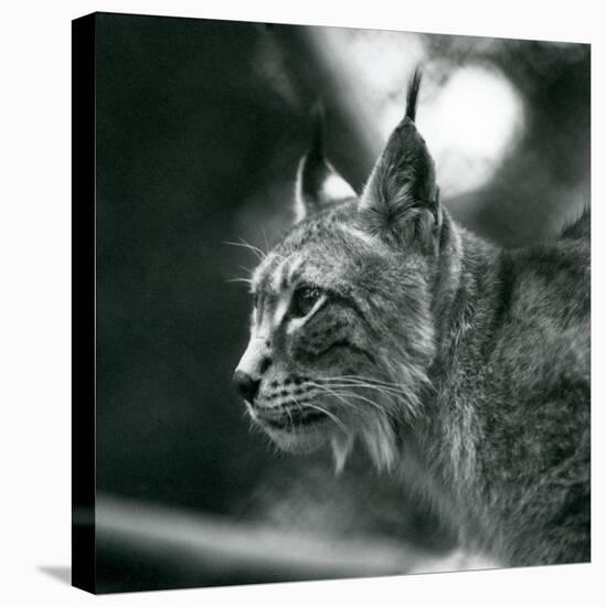 A Northern Lynx at London Zoo, July 1925 (B/W Photo)-Frederick William Bond-Premier Image Canvas