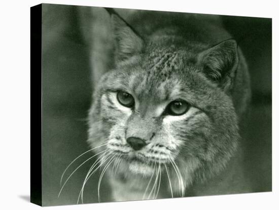 A Northern Lynx, London Zoo, February 1925 (B/W Photo)-Frederick William Bond-Premier Image Canvas