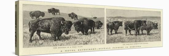 A Novel Experiment, Buffalo Farming in Nebraska-null-Premier Image Canvas