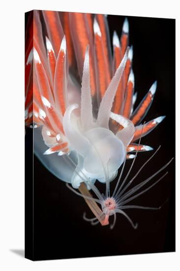 A Nudibranch (Flabellina Nobilis) Feeding On A Solitary Hydroid (Tubularia Indivisa)-Alex Mustard-Premier Image Canvas