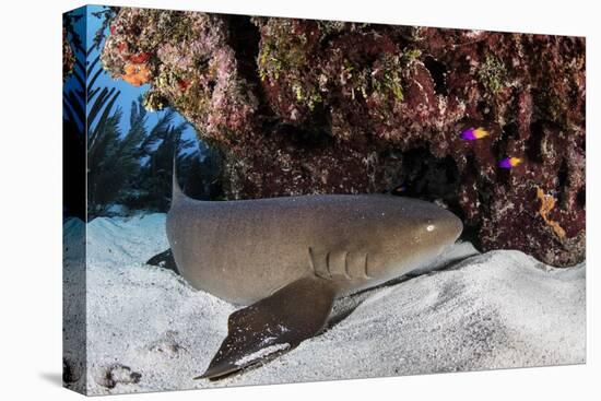 A Nurse Shark Rests on the Seafloor of Turneffe Atoll-Stocktrek Images-Premier Image Canvas