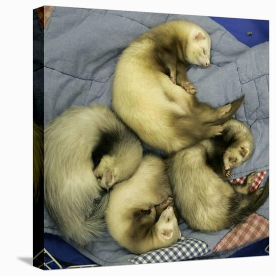 A Pack of Ferrets Clockwise from Top, Chewbacca, Hobart, Dixie B, Wolfgang Amadeaus Motzart-Carolyn Kaster-Premier Image Canvas