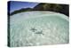 A Pair Blue Starfish on the Seafloor of Raja Ampat, Indonesia-Stocktrek Images-Premier Image Canvas