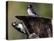 A Pair of Acorn Woodpeckers Find Their Food on a Tree at Rancho San Antonio Park-null-Premier Image Canvas