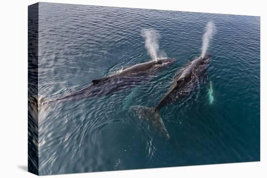 A Pair of Adult Humpback Whales (Megaptera Novaeangliae)-Michael Nolan-Premier Image Canvas