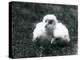 A Pair of Barn Owl Chicks at London Zoo, August 1913-Frederick William Bond-Premier Image Canvas