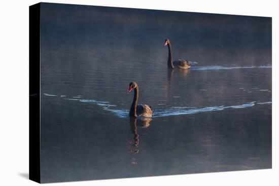 A Pair of Black Swan, Cygnus Atratus, on a Misty Lake in Brazil's Ibirapuera Park-Alex Saberi-Premier Image Canvas