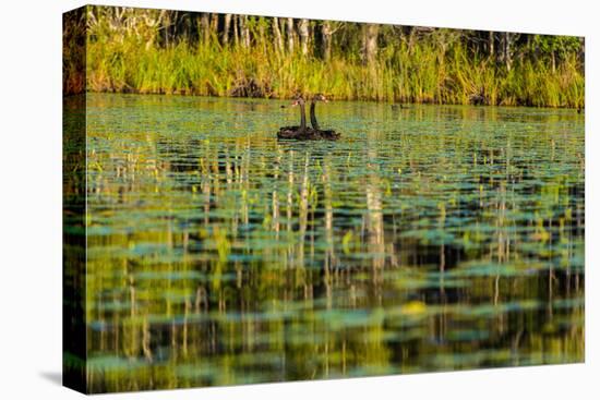 A pair of Black Swans & reflections of Paperbark Trees-Mark A Johnson-Premier Image Canvas