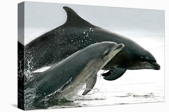 A pair of Bottlenose Dolphins (Tursiops truncatus) breaches from the Moray Firth, Scotland.-Charlie Philips-Premier Image Canvas