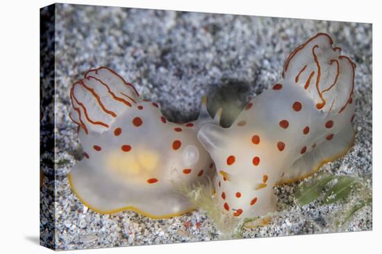 A Pair of Ceylon Nudibranchs Mating on a Sandy Slope-Stocktrek Images-Premier Image Canvas