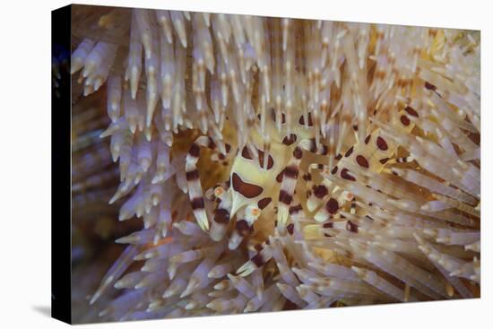 A Pair of Coleman's Shrimp Live Among the Venomous Spines of a Fire Urchin-Stocktrek Images-Premier Image Canvas