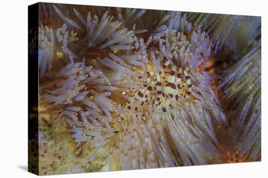 A Pair of Coleman's Shrimp Live Among the Venomous Spines of a Fire Urchin-Stocktrek Images-Premier Image Canvas