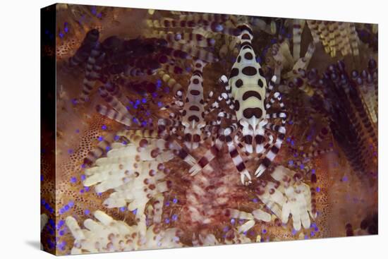 A Pair of Colorful Coleman Shrimp-Stocktrek Images-Premier Image Canvas